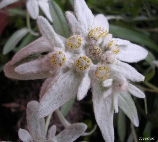 leontopodium alpinum 1